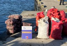 Descubren el almacenamiento de casi una tonelada y media de recursos en veda en Ancud
