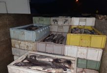 Control carretero permite incautar más de mil kilos de Merluza Austral