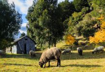 Primer seminario de cooperativas campesinas organiza la Comisión de Agricultura del CORE de Los Lagos