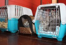 Solicitan implementar una Clínica Veterinaria Municipal Móvil en Osorno