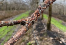 Condiciones climáticas aumentan riesgo de hongos en frutales