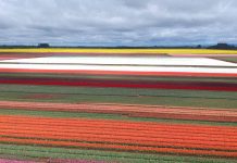 El desconocido rol de Chile para garantizar el stock mundial de tulipanes durante todo el año