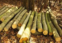 EE.UU. activa los aranceles a la madera que encienden alarmas en la industria chilena