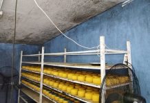 Prohiben funcionamiento de instalación clandestina de quesos en Purranque: más de 7 mil kilos fueron decomisados
