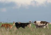 «Perros, Ganadería y Biodiversidad»: Seminario Regional busca soluciones para un futuro sostenible