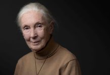 Revelan la causa de muerte de Jane Goodall: Primatóloga falleció a comienzos de octubre a los 91 años