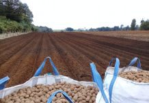 Productores de papa tienen plazo hasta fin de año para registrar sus cultivos en el SAG