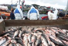 Monitorean consultorios de Calbuco ante posible consumo de salmones con residuos de antibióticos y antiparasitarios