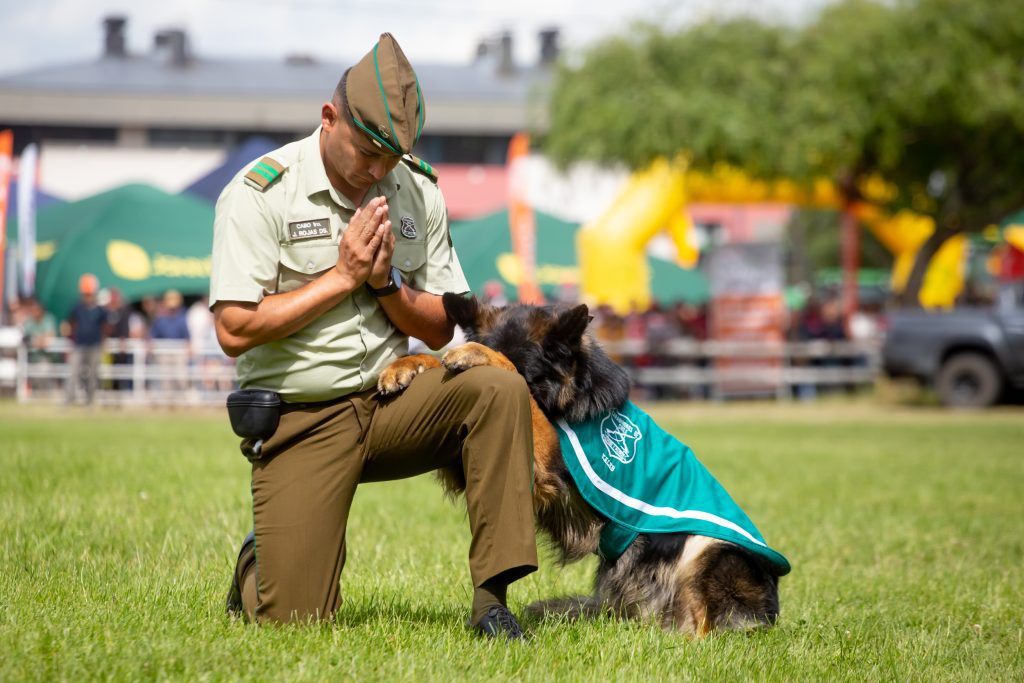 Escuela de Adiestramiento Canino y Cuadro Verde de Carabineros deslumbraron a los asistentes de SAGO FISUR 2025