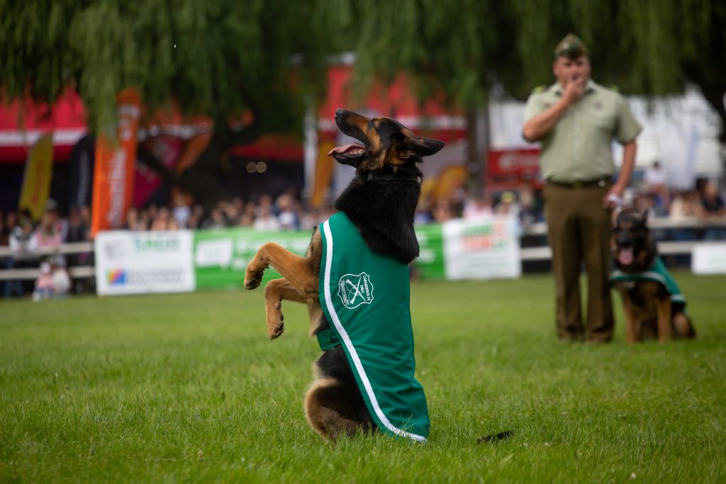 Escuela de Adiestramiento Canino y Cuadro Verde de Carabineros deslumbraron a los asistentes de SAGO FISUR 2025