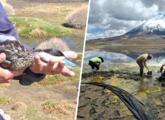 Derrame de aceite de soya en el Lago Chungará, provoca muerte de tagua gigante, otras especies peligran inicio