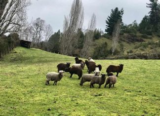 Ovinos y caprinos de Chile serán evaluados en SAGO FISUR por dos juezas extranjeras inicio