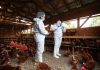 SAG refuerza vigilancia y prevención ante el escenario internacional de influenza aviar inicio