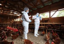 SAG refuerza vigilancia y prevención ante el escenario internacional de influenza aviar