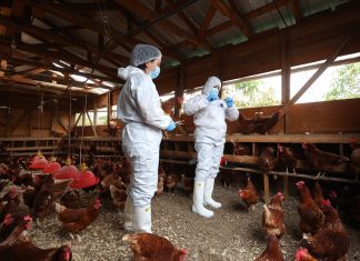 SAG refuerza vigilancia y prevención ante el escenario internacional de influenza aviar inicio