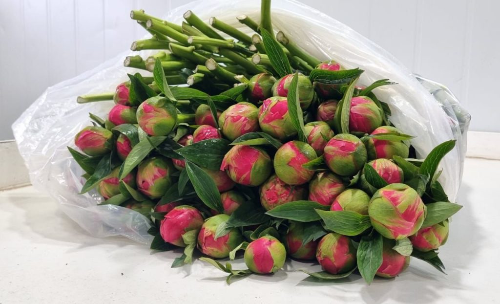 SAG Los Lagos certifica exportación de 23 mil varas de peonías a China