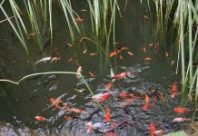 Realizarán taller de Acuiponía en Osorno: el sistema que une el cultivo de peces y vegetales