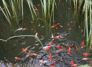 Realizarán taller de Acuiponía en Osorno: el sistema que une el cultivo de peces y vegetales inicio