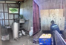 Decomisan casi 300 kilos de quesos en Purranque: fábrica se encontraba con prohibición de funcionamiento