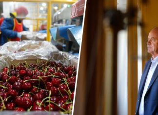 Precios aún bajos y «rentabilidades ajustadas»: El tímido primer balance de la temporada de cerezas inicio