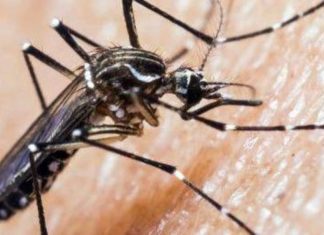Ministerio de Salud: Alerta sanitaria de Arica a Los Lagos por presencia de mosquito que transmite el dengue inicio