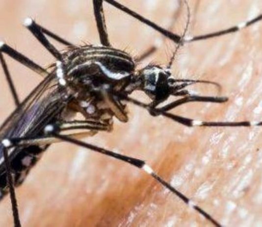 Ministerio de Salud: Alerta sanitaria de Arica a Los Lagos por presencia de mosquito que transmite el dengue inicio