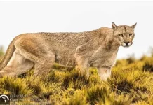 Pequeños productores de San Juan de la Costa sufren perdidas económicas y temor ante ataque de pumas