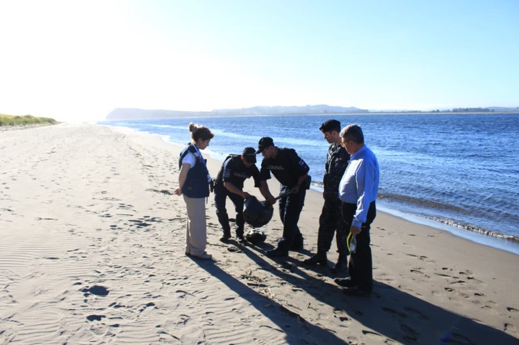 Prohíben temporalmente el baño en playa Pangal en Maullín por presencia de fragata portuguesa