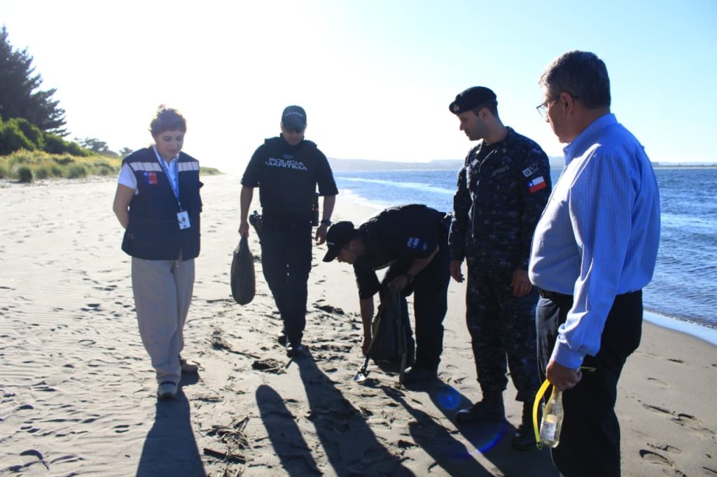 Prohíben temporalmente el baño en playa Pangal en Maullín por presencia de fragata portuguesa