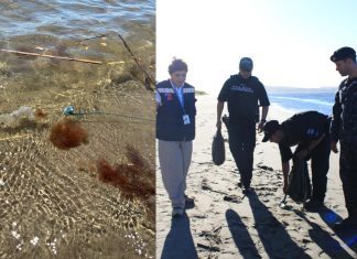 Prohíben temporalmente el baño en playa Pangal en Maullín por presencia de fragata portuguesa inicio