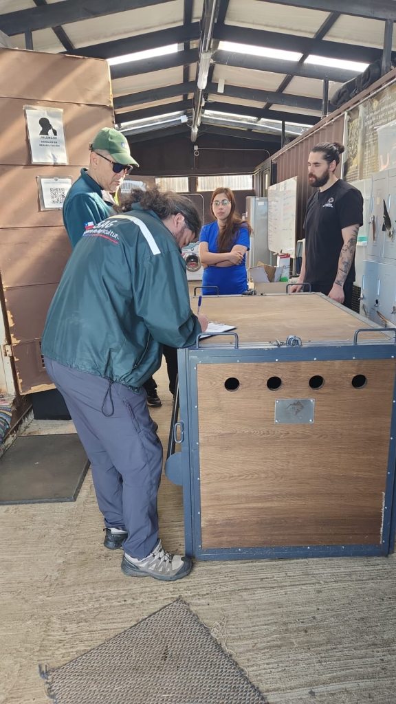 SAG Los Lagos llama a conducir con precaución tras atropello y muerte de puma en la comuna de Frutillar