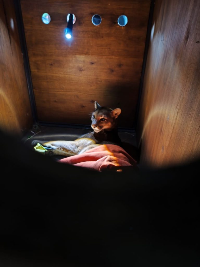 SAG Los Lagos llama a conducir con precaución tras atropello y muerte de puma en la comuna de Frutillar