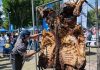 Empresas Feria Osorno evaluó positivamente Concurso Gastronómico “Osorno asador”, donde la carne fue la estrella