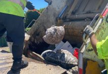 Incautan más de seis toneladas de mariscos en la región de Los Ríos