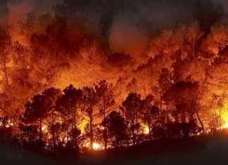 Presidente de Colegio de Ingenieros Forestales cuestiono proyecto de ley de incendios por carecer de medidas preventivas efectivas
