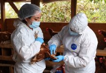 SAG logra en tiempo récord la reapertura de los principales mercados de productos avícolas tras foco de influenza aviar