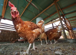 SAG confirmo dos casos de influenza aviar en O’Higgins