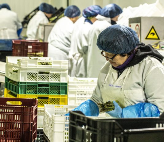 Desempleo en Los Lagos: Desocupación femenina escala al 7% y la informalidad al 28,9%