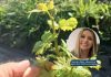 Vitis Los Lagos marca hito con la vinificación de su primer vino colectivo