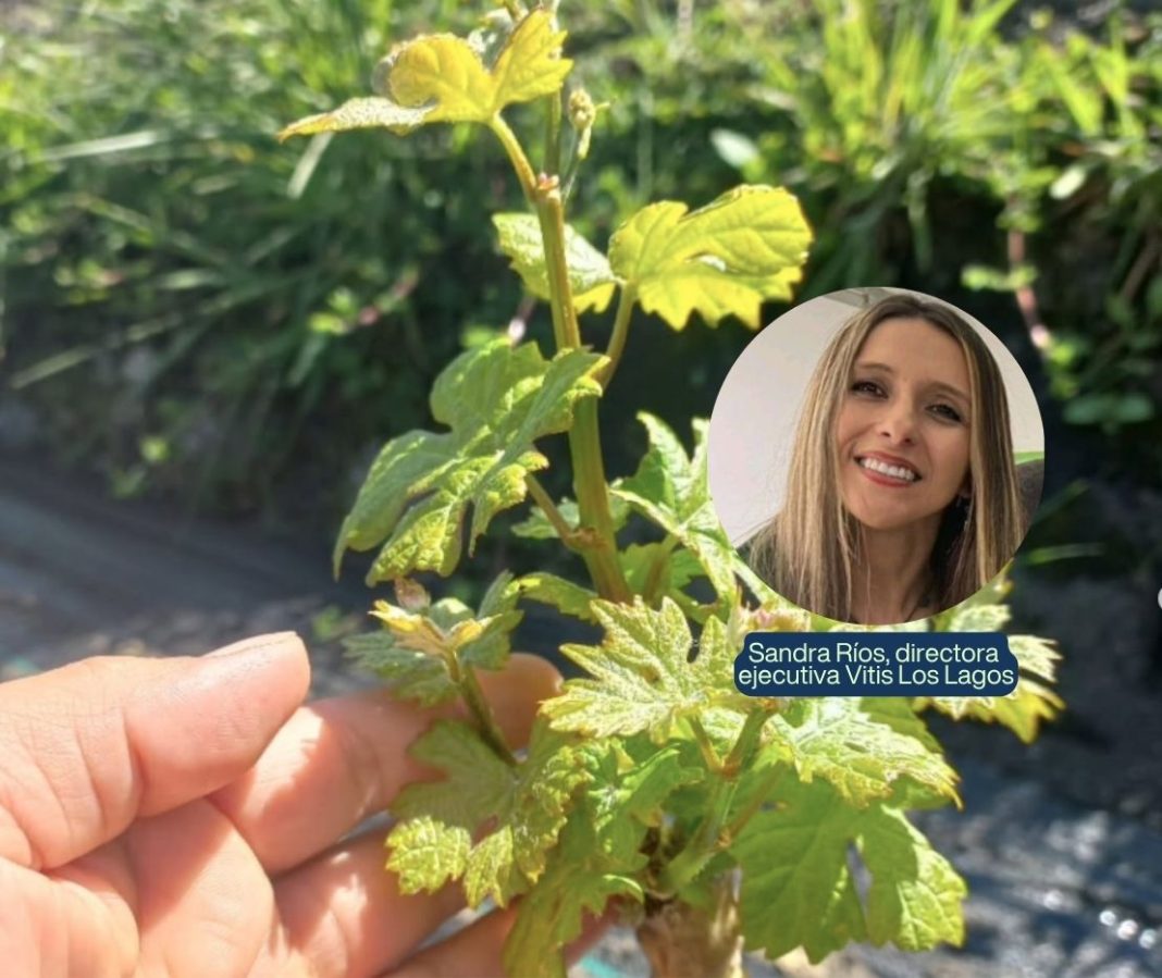 Sandra Ríos, directora ejecutiva Vitis Los Lagos (1)
