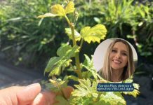 Vitis Los Lagos marca hito con la vinificación de su primer vino colectivo