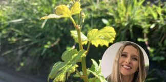 Vitis Los Lagos marca hito con la vinificación de su primer vino colectivo