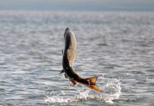 Justicia suspende entrega de datos de producción de 13 salmoneras tras reclamo ante Corte de Puerto Montt