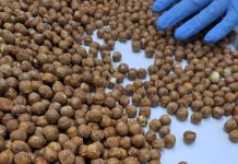 Comienza una nueva temporada de exportación de avellana europea