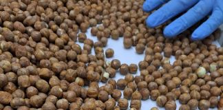 Comienza una nueva temporada de exportación de avellana europea