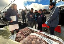 Salud descarta marea roja en la región tras decomisar almejas con toxina paralizante en Calbuco
