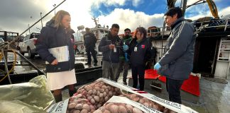 Salud descarta marea roja en la región tras decomisar almejas con toxina paralizante en Calbuco