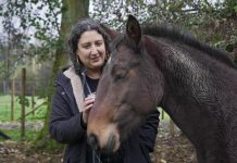 Club Hípico de Santiago premia manual de bienestar para caballos de carrera desarrollado por académica UACh