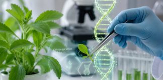 Descubren la clave genética que regula el dulzor natural de la stevia