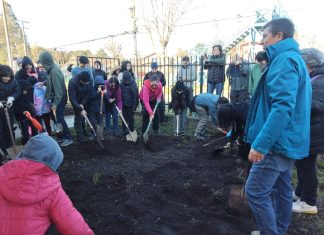 Más de 60 voluntarios participaron en la creación de un nuevo Bosque de Bolsillo Miyawaki en la Escuela España de Osorno